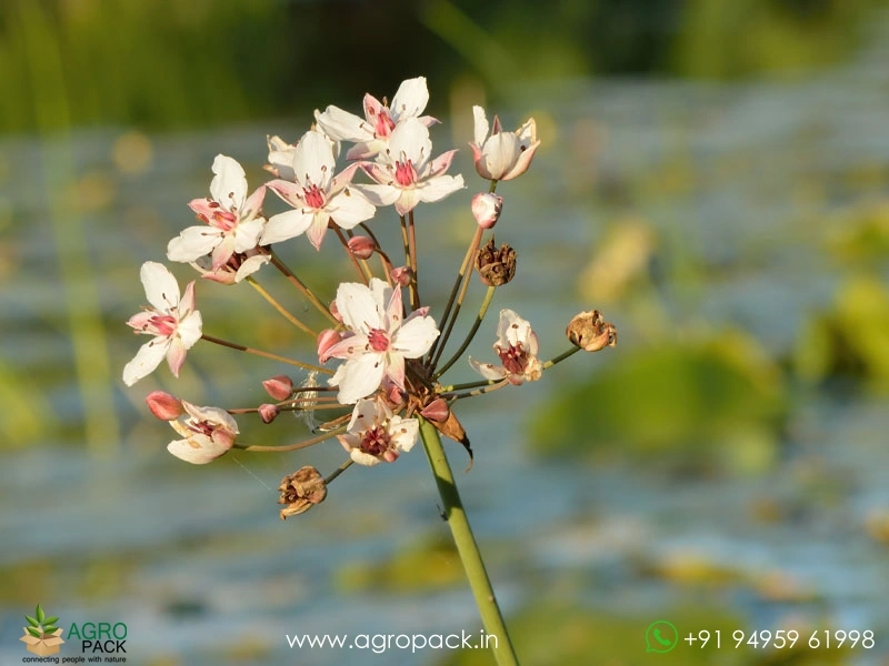 Butomus-umbellatus1
