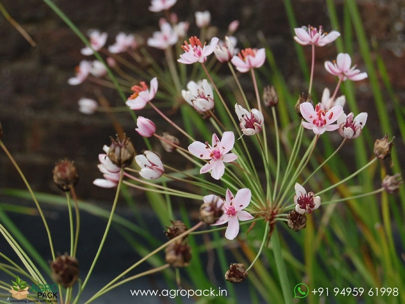 Butomus-umbellatus2