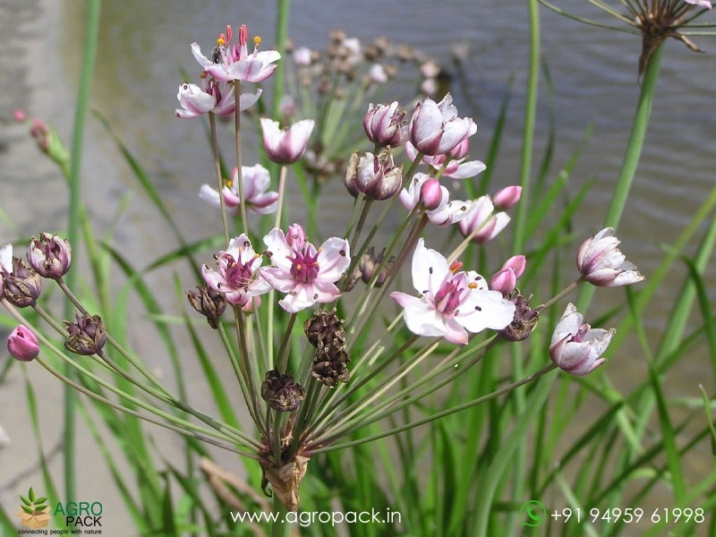Butomus-umbellatus5