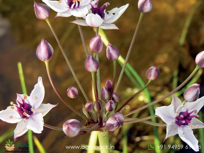 Butomus-umbellatus6