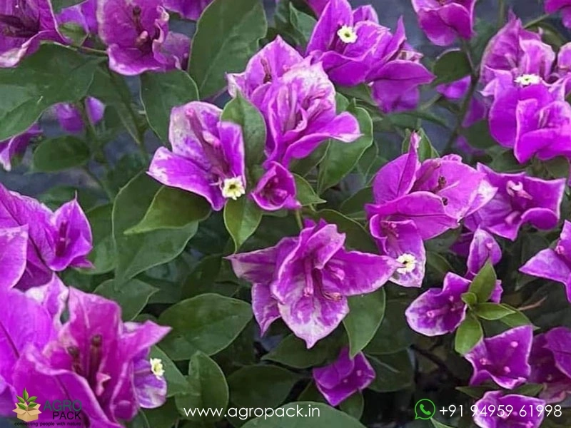 Butter-Cup-Bougainvillea2