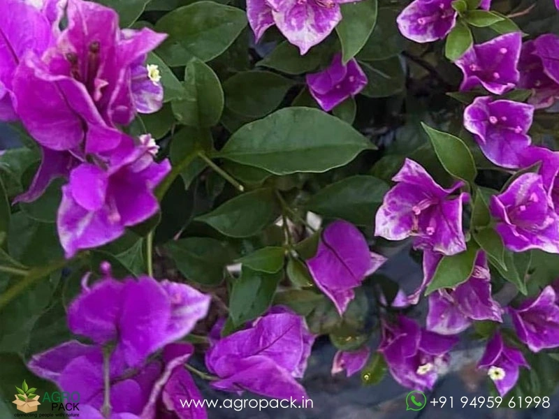 Butter-Cup-Bougainvillea3