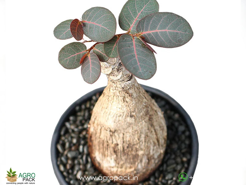 Butterfly-caudex-Phyllanthus-mirabilis2