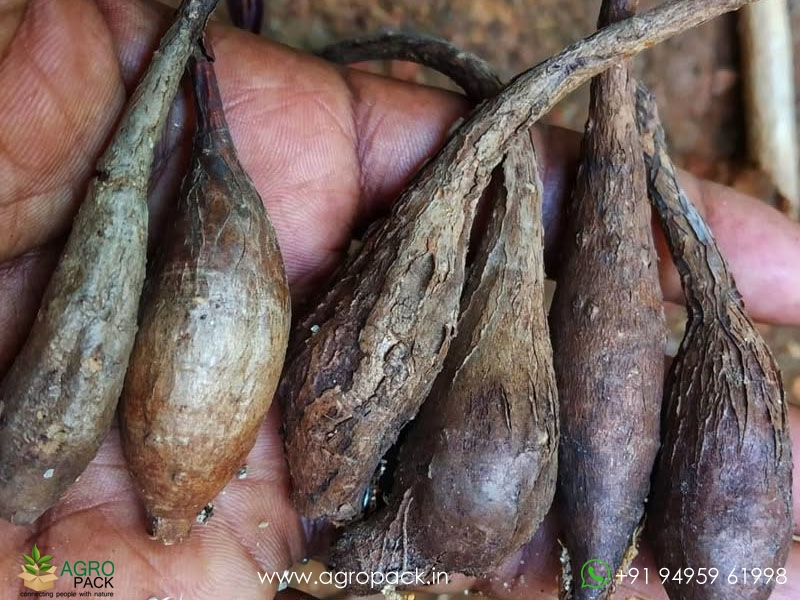 Butterfly-caudex-Phyllanthus-mirabilis4