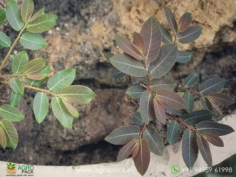 Butterfly-caudex-Phyllanthus-mirabilis5