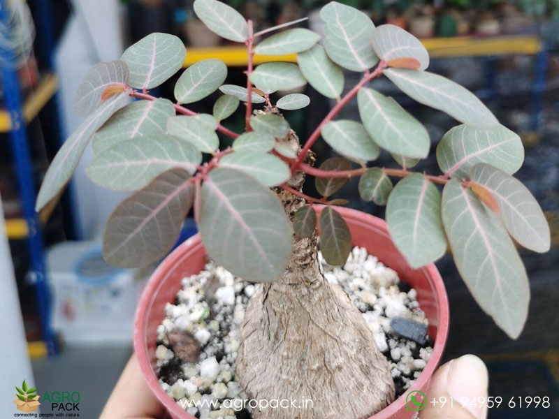 Butterfly-caudex-Phyllanthus-mirabilis6