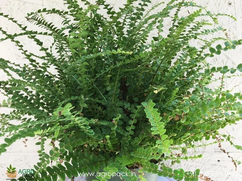 Button-Fern3