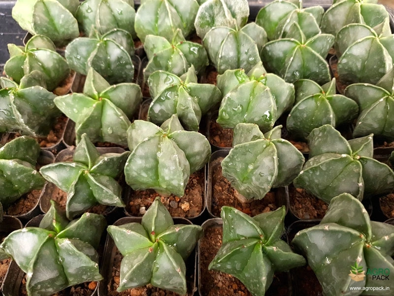 Cactus-Variety10