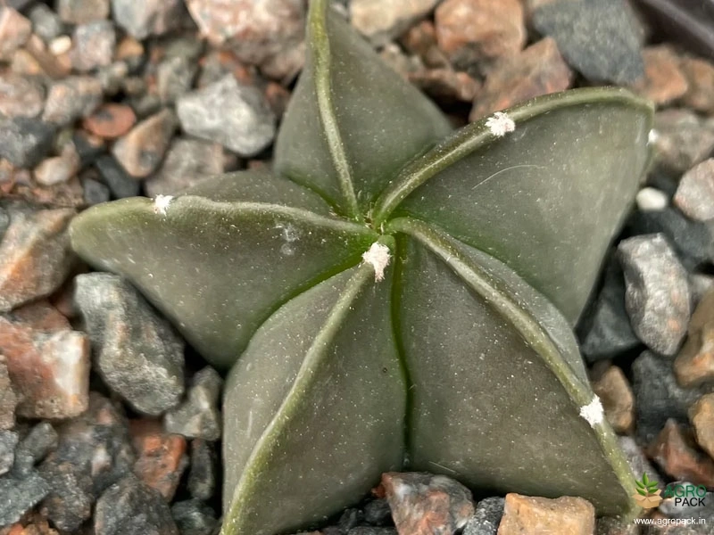 Cactus-Variety11
