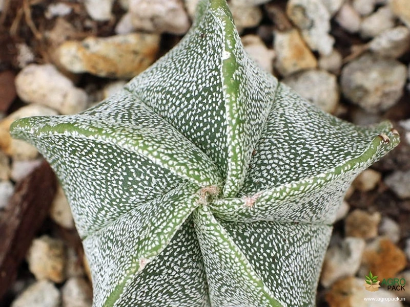 Cactus-Variety2