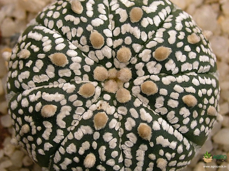 Cactus-Variety5