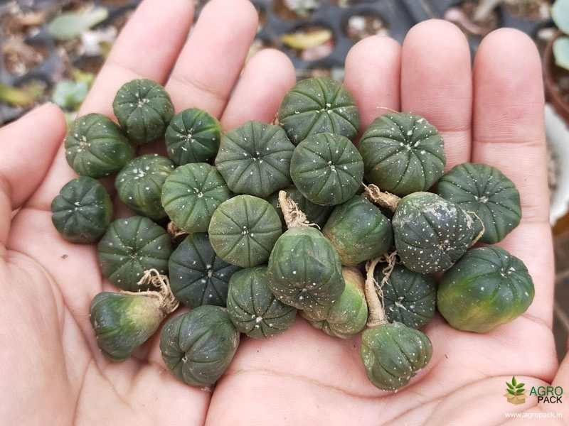 Cactus-Variety7