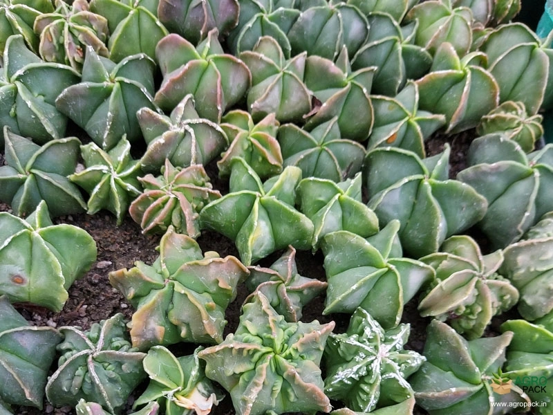 Cactus-Variety8