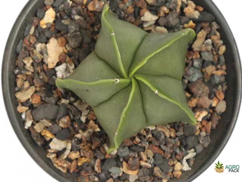 Cactus-Variety9
