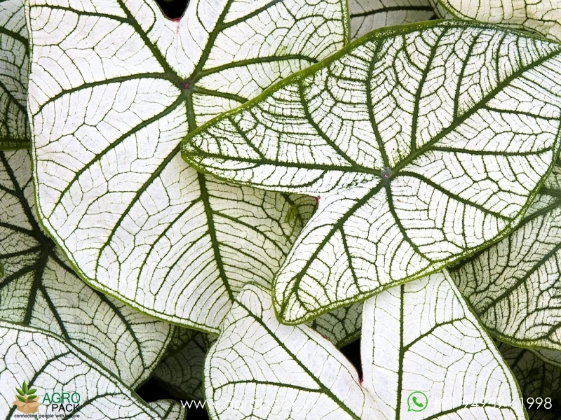 Caladium-Allure3
