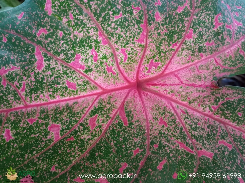 Caladium-Bicolor-Beauty1