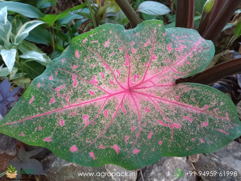Caladium-Bicolor-Beauty2