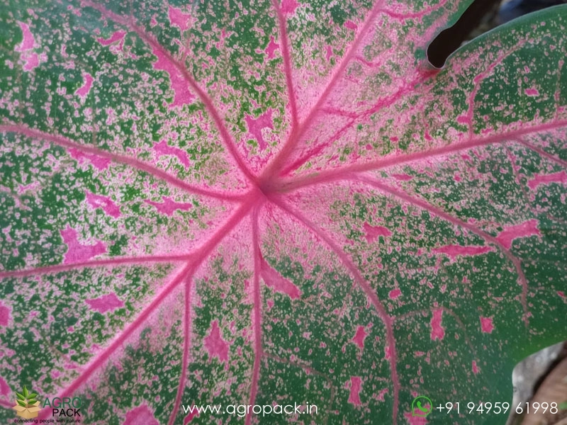 Caladium-Bicolor-Beauty3