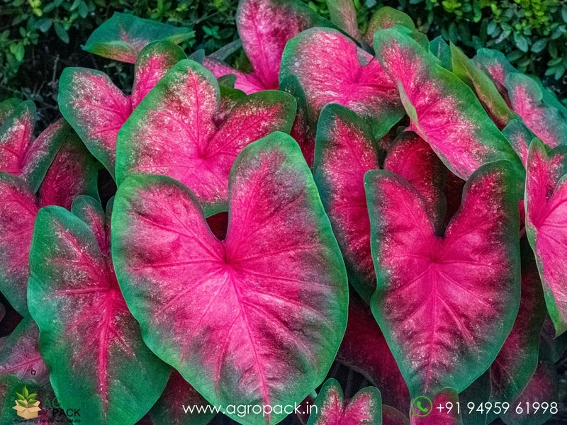 Caladium-Bombshell1
