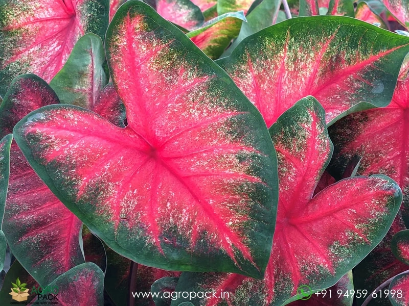 Caladium-Bombshell2