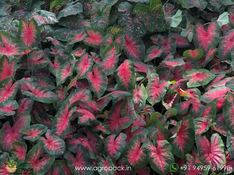 Caladium-Bombshell3
