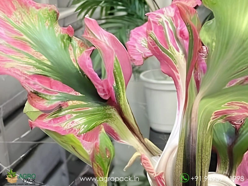 Caladium-Cendrawasih1