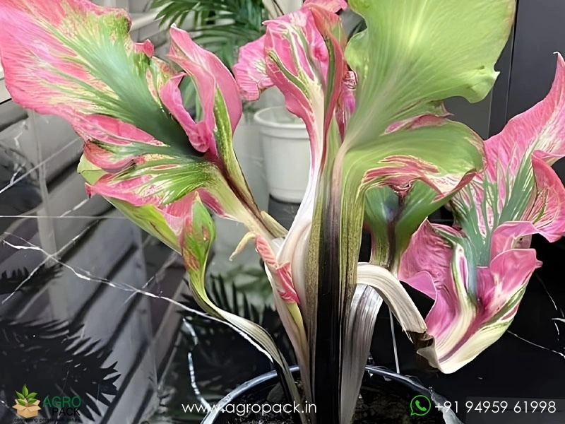Caladium-Cendrawasih2