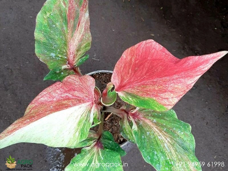 Caladium-Cendrawasih4