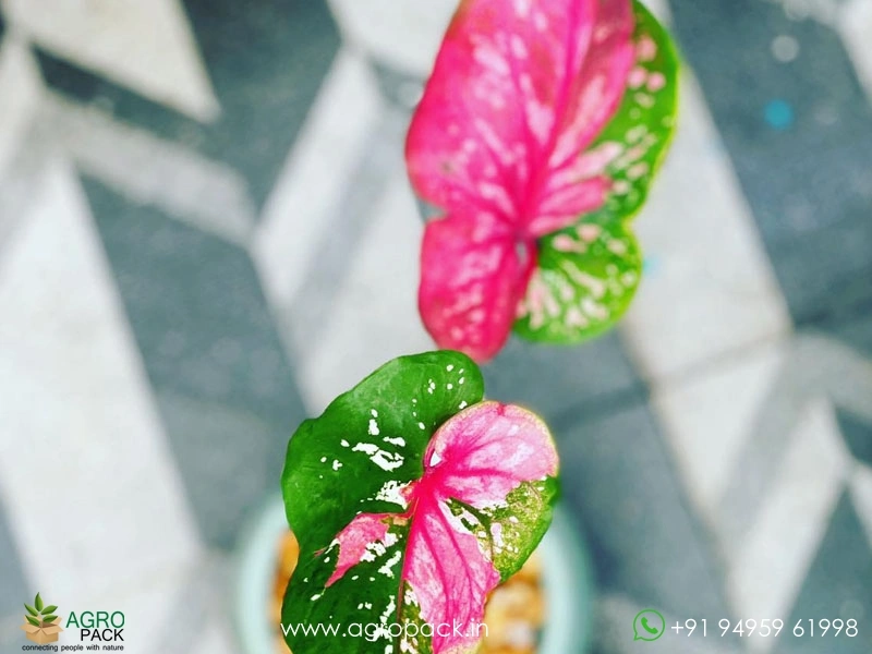 Caladium-Doble-Cara2