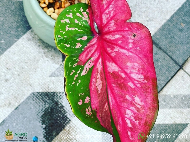 Caladium-Doble-Cara3