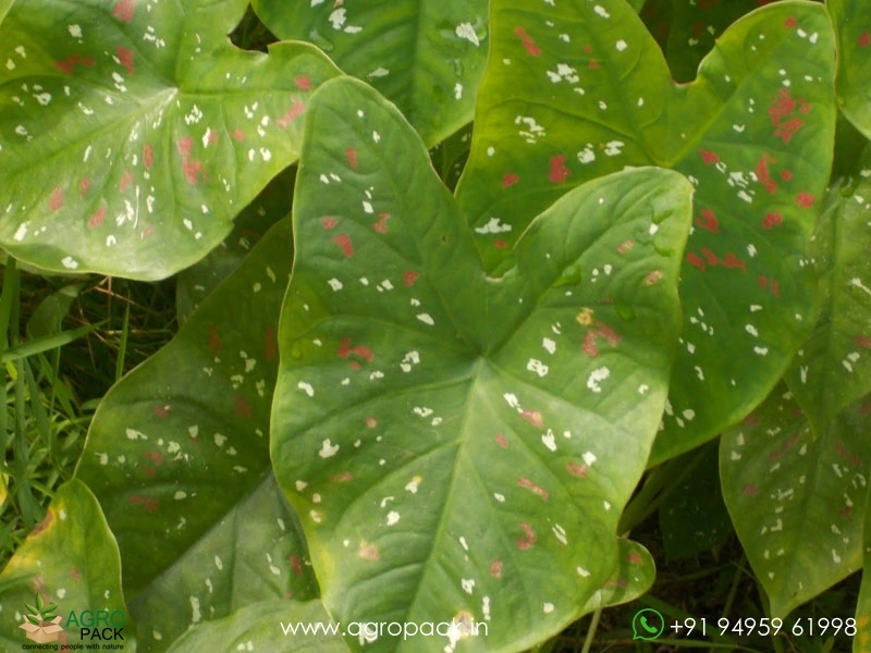 Caladium-Florida-Clown1