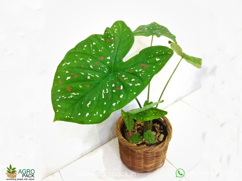 Caladium-Florida-Clown3