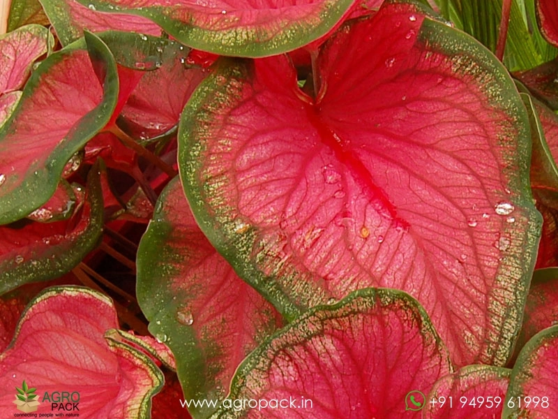 Caladium-Florida-Sweetheart1