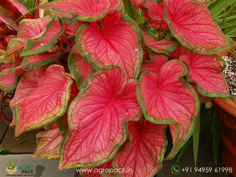 Caladium-Florida-Sweetheart2