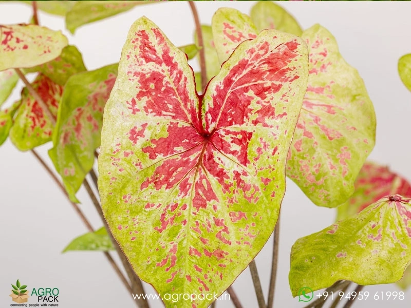 Caladium-Raspberry-Moon4