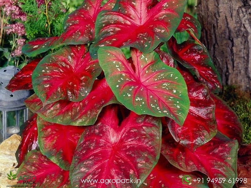 Caladium-Red-Flash2