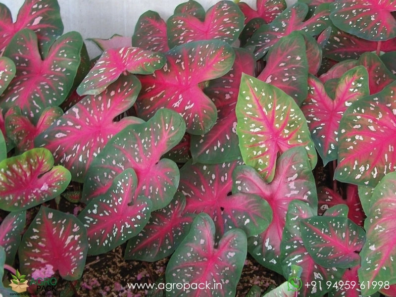 Caladium-Red-Flash3
