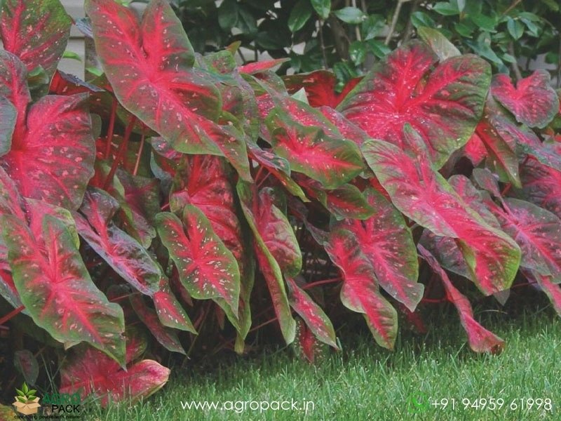 Caladium-Red-Flash4
