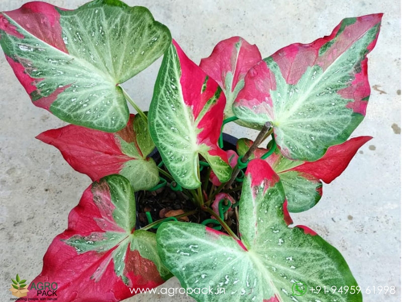 Caladium-Shycool1