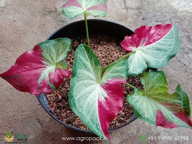 Caladium-Shycool2