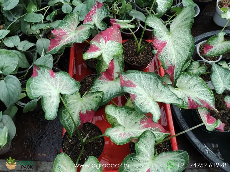 Caladium-Shycool3