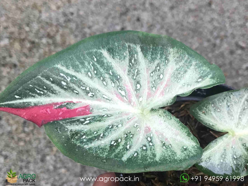 Caladium-Shycool4