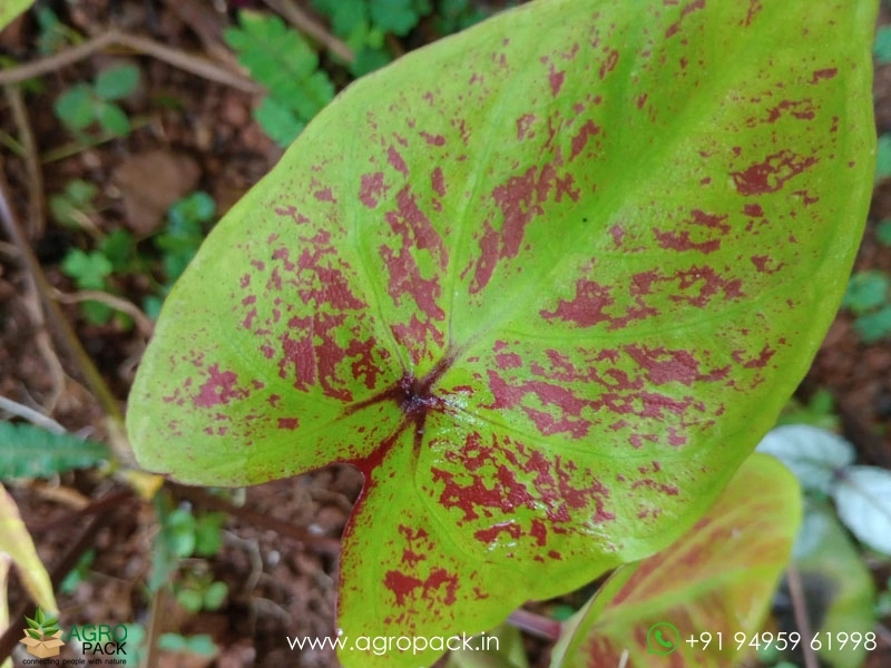 Caladium-Smiling-Sunshine1