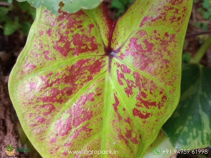 Caladium-Smiling-Sunshine2