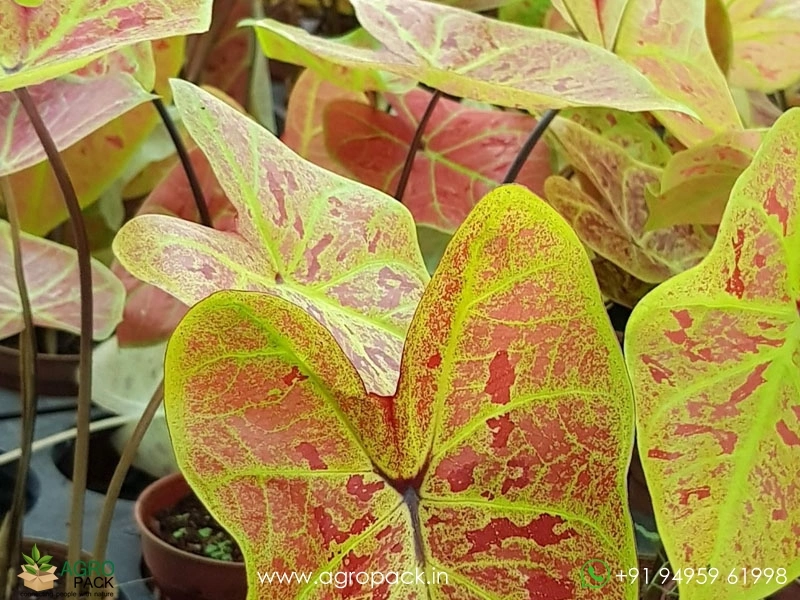 Caladium-Smiling-Sunshine6