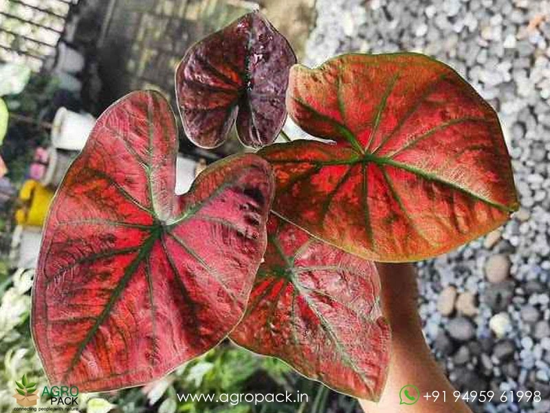 Caladium-Spider1