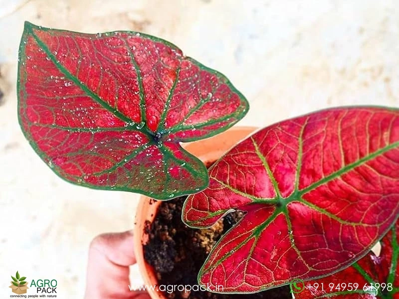 Caladium-Spider2