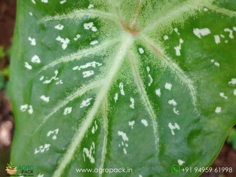 Caladium-Verigated3
