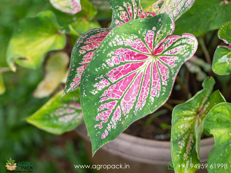 Caladium-bicolor1