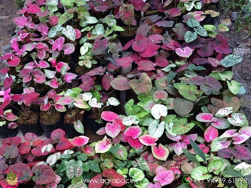 Caladium1